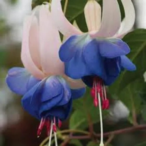 Hardy fuchsia delta sarah - hardy,