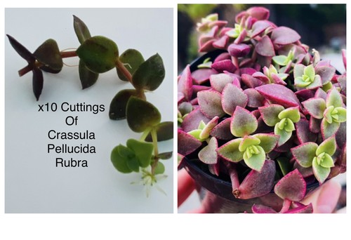 Crassula pellucida - x,