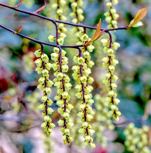Stachyurus chinensis joy - stachyurus,
