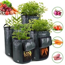 Plant Grow Bags Potato Fruit