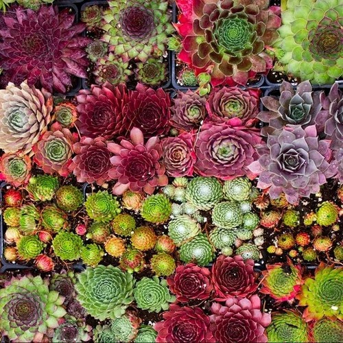 Sempervivum seeds mixed - x,