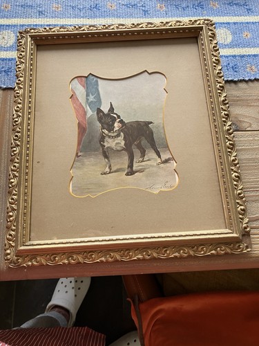Maud earl boston terrier - maud,