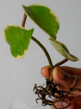 Hoya carnosa 'Krimson Queen' Wax plant - Indoor Plant, One Rooted Stem Cutting