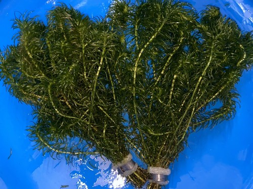 Egeria najas bunches - egeria,