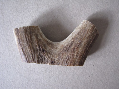 Deer antler for - antler, stick