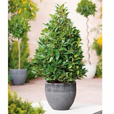 Bay Tree Pyramid 60-70cm, 3-Litre Potted Plant (1)