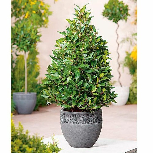 Bay tree pyramid - tree, 60-70cm