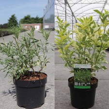 Sambucus Elderberry Garden Hardy Shrub Plant 2 Varieties 3.6 Litre Pot T&M