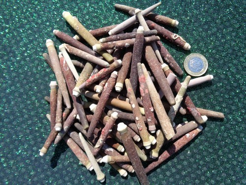 Sea urchin spines - -, 7
