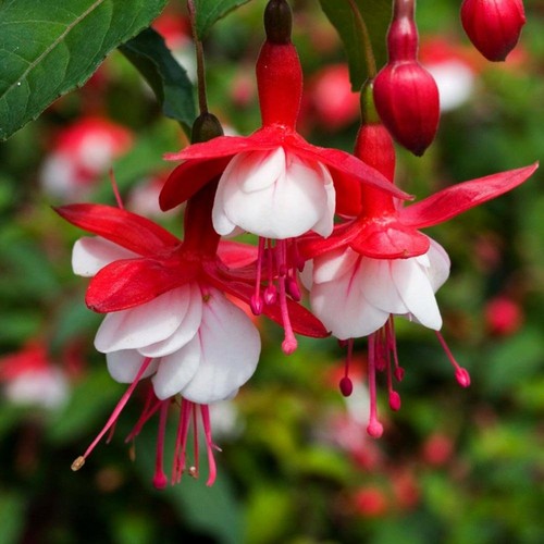 Hardy fuchsia snowcap - 6,