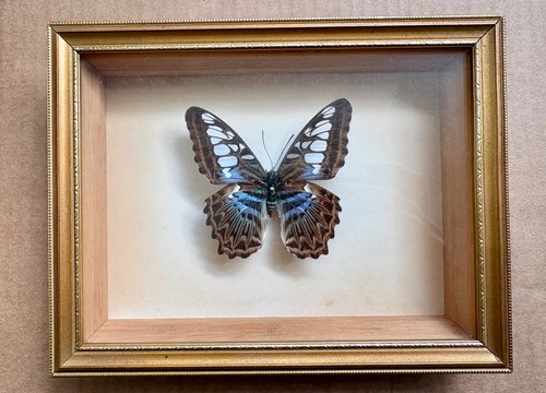 Vintage framed blue clipper - vintage,