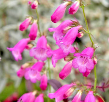 Penstemon Pink Endurance Hardy