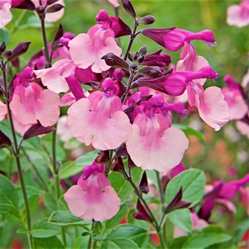 Salvia peach melba hardy - ,