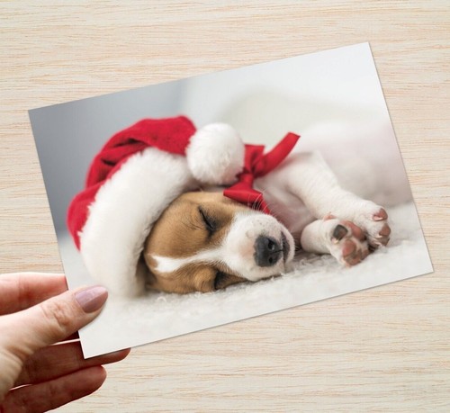 Jack russell christmas cards - jack,
