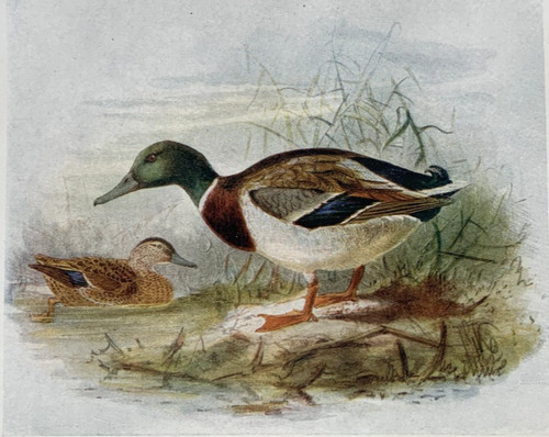 Mallard wild duck birds - -,