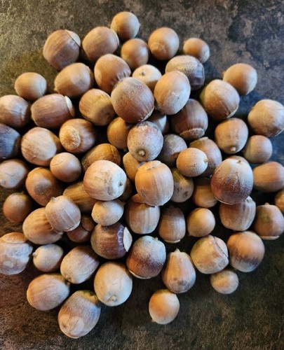 Real burr oak acorns - real,