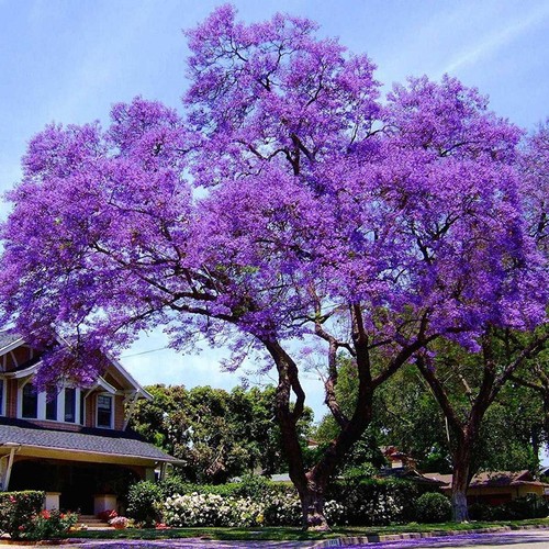 Paulownia elongata see - paulownia, ds