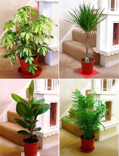 Large evergreen live indoor - large,