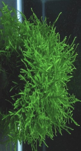 Live java moss 10g natural - java,