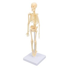 Human Skeleton Model