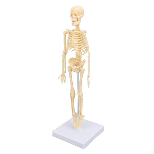 Human skeleton model - human,