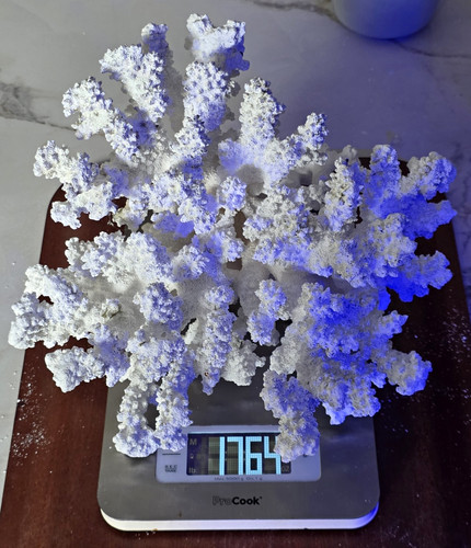 White branching coral - coral, skeleton