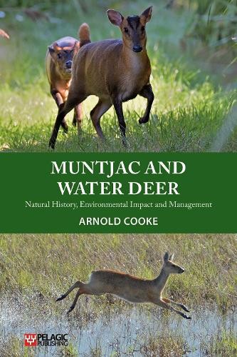 Muntjac and water deer - muntjac,