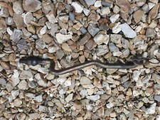 Genuine John Deere Front Draft