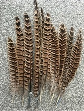 West Country Hen Pheasant Tail