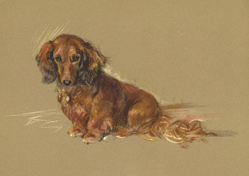 Dachshund dog greeting card - dachshund,