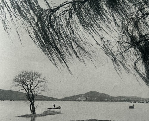 Weeping willow 1938 - willow, chinese