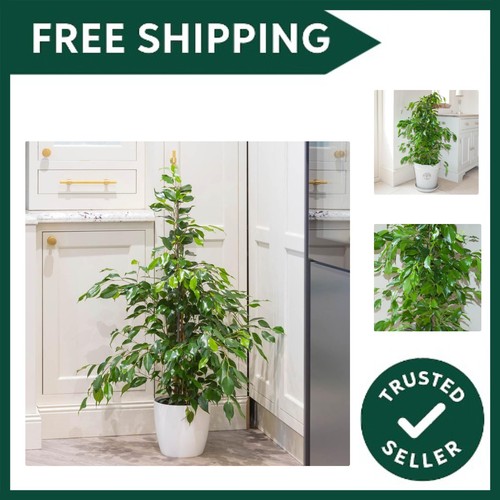 Indoor weeping fig plant - indoor,
