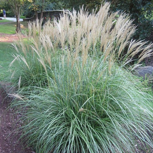 Miscanthus sinensis little - miscanthus, 'little