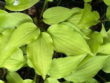 Hosta  Feather Boa - Small Hosta At Maturity - Bare Root Ex 10cm Pot