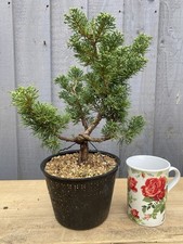 Bonsai Tree Itoigawa Juniper