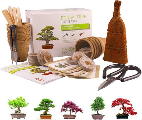 Bonsai tree kit grow 5 - tree,