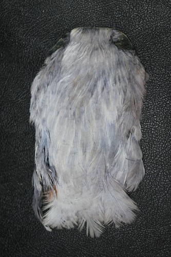 Dyed grey hen - hen, cape