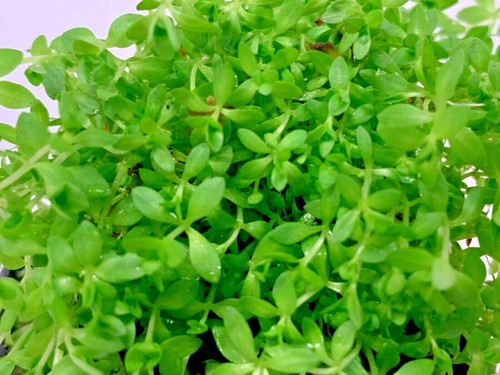 Hemianthus micranthemum - hemianthus,