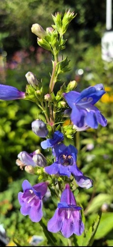 Penstemon heterophyllus - penstemon,