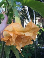 Brugmansia Doles Golden