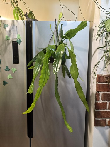 Epiphyllum frühlingsgold - epiphyllum, 'frühlingsgold'