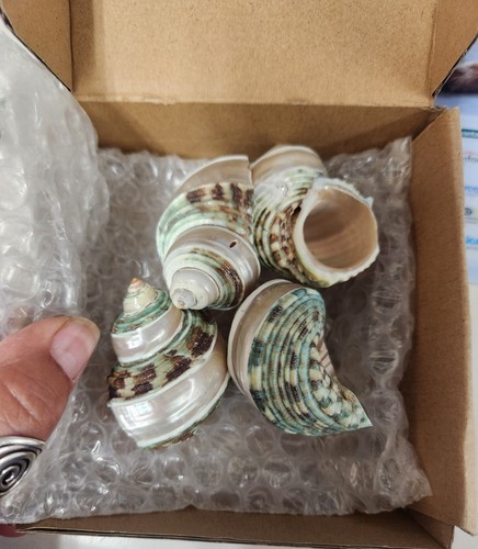 4pc large hermit - large, crab