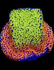 M.O.C. RAINBOW MONTIPORA FRAG-SPS/ FRAG/CORAL/MARINE