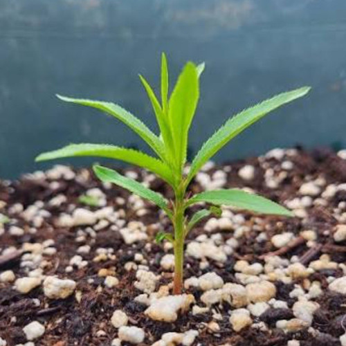 Peach seedling deciduous - seedling,
