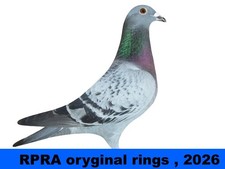 RPRA racing pigeons rings GB 2026 -UK original + transfer form  packet of 10