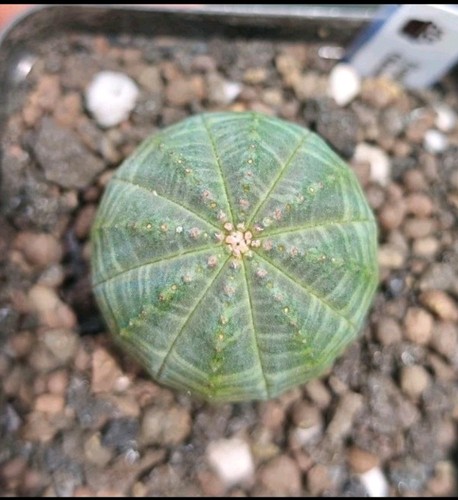 Euphorbia obesa hook - obesa,