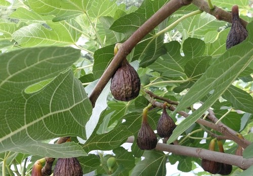 Climate fig fresh - 3, uk