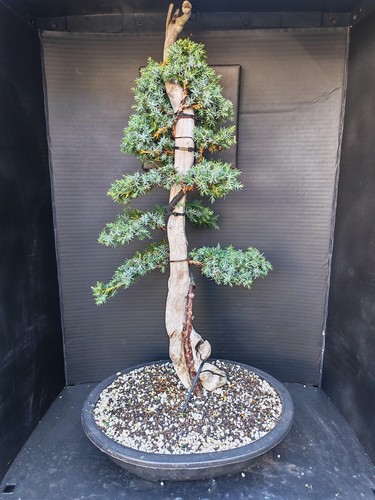 Tanuki needle juniper - needle,