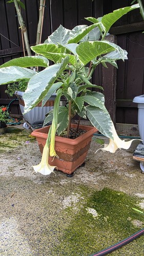 Brugmansja maya variegata - maya,