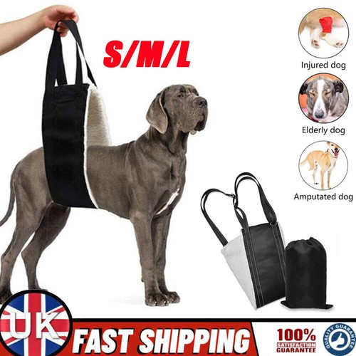 New pet dog - new,